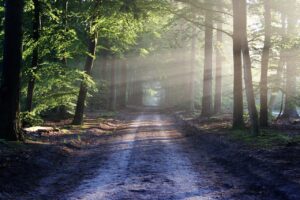 avenue, trees, path, sunbeams, sunrays, woods, woodlands, forest, trail, forest path, forest trail, nature path, nature trail, nature, landscape, netherlands, forest, forest, nature, nature, nature, nature, nature