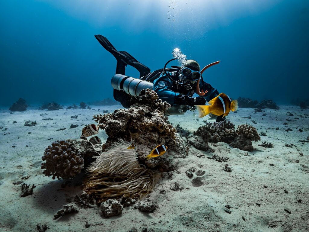 diver, anemone, nature, fish, underwater, clown fish
