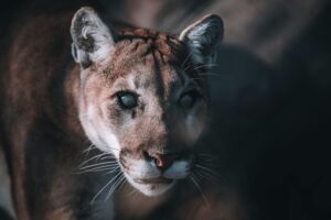 Intense and captivating close-up of a puma showcasing its power and grace.