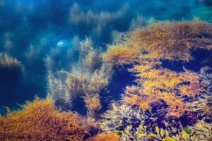 water, aquatic plants, seaweed, cool backgrounds, beautiful wallpaper, sea, full hd wallpaper, free wallpaper, algae, sea algae, mac wallpaper, plant, seagrass, north sea, free background, 4k wallpaper 1920x1080, nature, wallpaper hd, tide, floral background, beach, salt water, hd wallpaper, coast, riverbank, wallpaper 4k, 4k wallpaper, vacations, laptop wallpaper, blue, windows wallpaper, dive, desktop backgrounds, clean, background