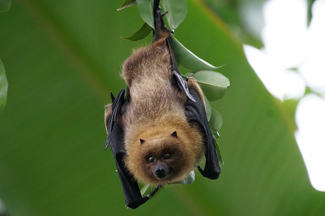 animals, bat, flying dog, nature, rodrigues bat, rainforest