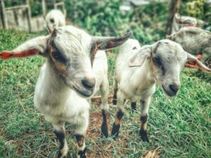 Adorable young goats exploring a vibrant, green pasture in a rural farm setting, showcasing life's simplicity.