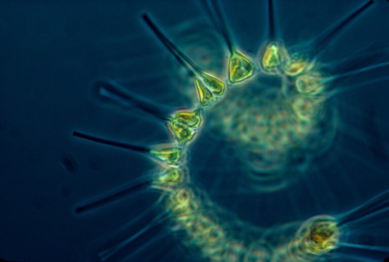 phytoplankton, plankton, living organism, base of the food chain, oceans, ocean food chain, marin, sea, ocean, close up, hd wallpaper, macro, blue and green background, background, wallpaper
