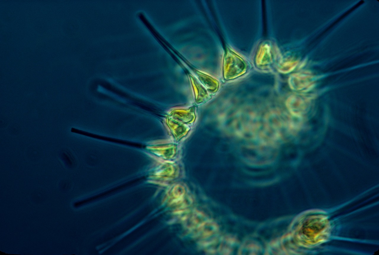 phytoplankton, plankton, living organism, base of the food chain, oceans, ocean food chain, marin, sea, ocean, close up, hd wallpaper, macro, blue and green background, background, wallpaper